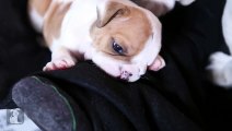 Wrinkly Bulldog Puppies Fall Asleep In A Pile! SO CUTE! - Puppy Love