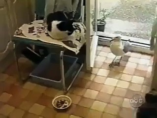 "Ca te derange pas si je prend quelque croquettes?"