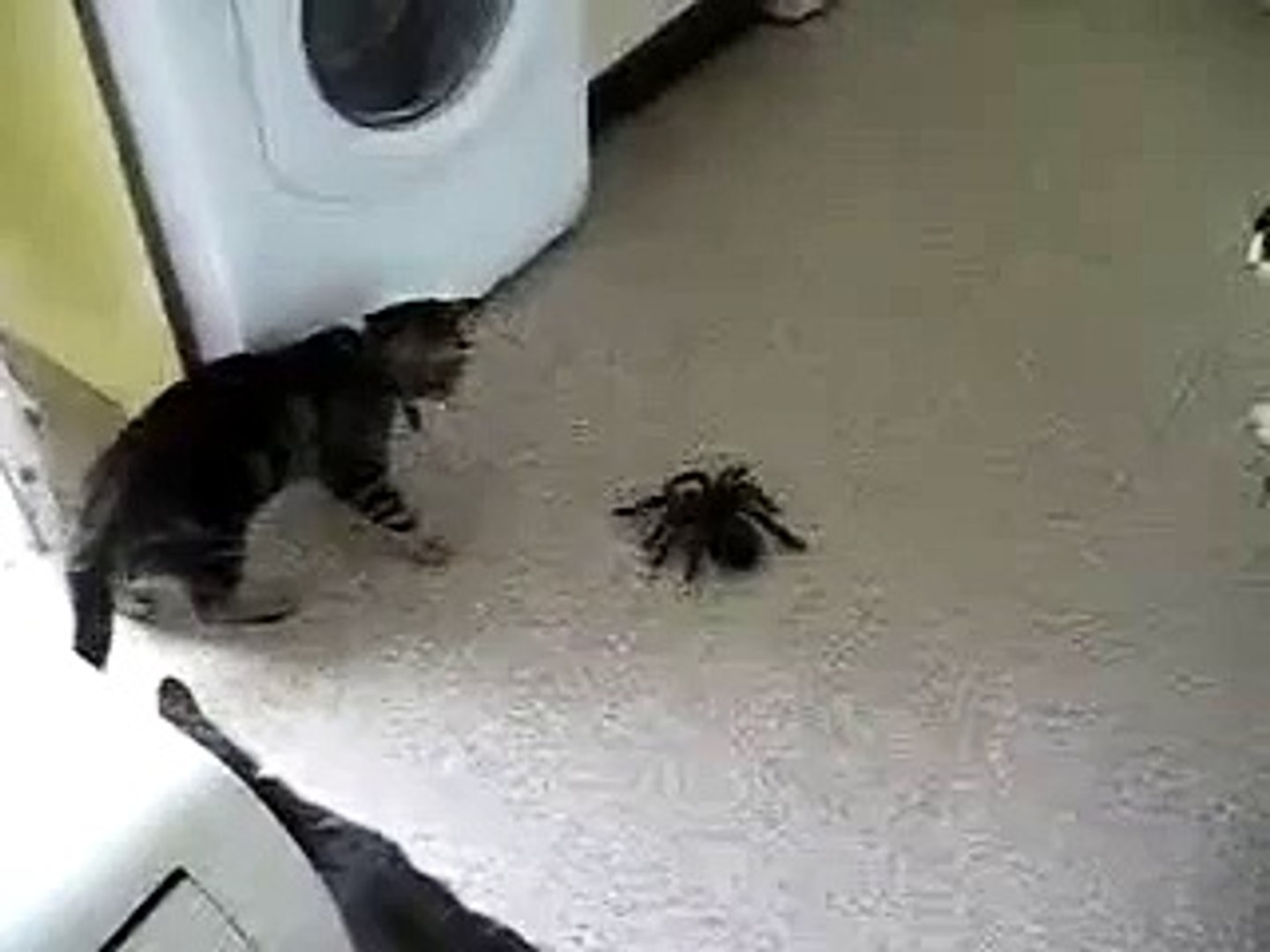 Quand Un Chat Se Retrouve Devant Une Grosse Araignee Video Dailymotion