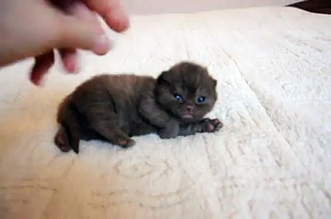 Un adorable petit chaton