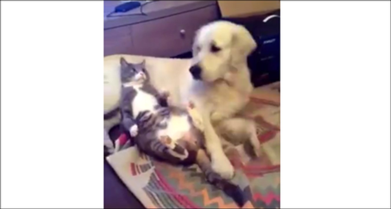Ce chat a trouvé le plus confortable des canapés