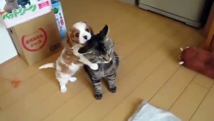 Ce chat et ce chiot sont vraiment adorables