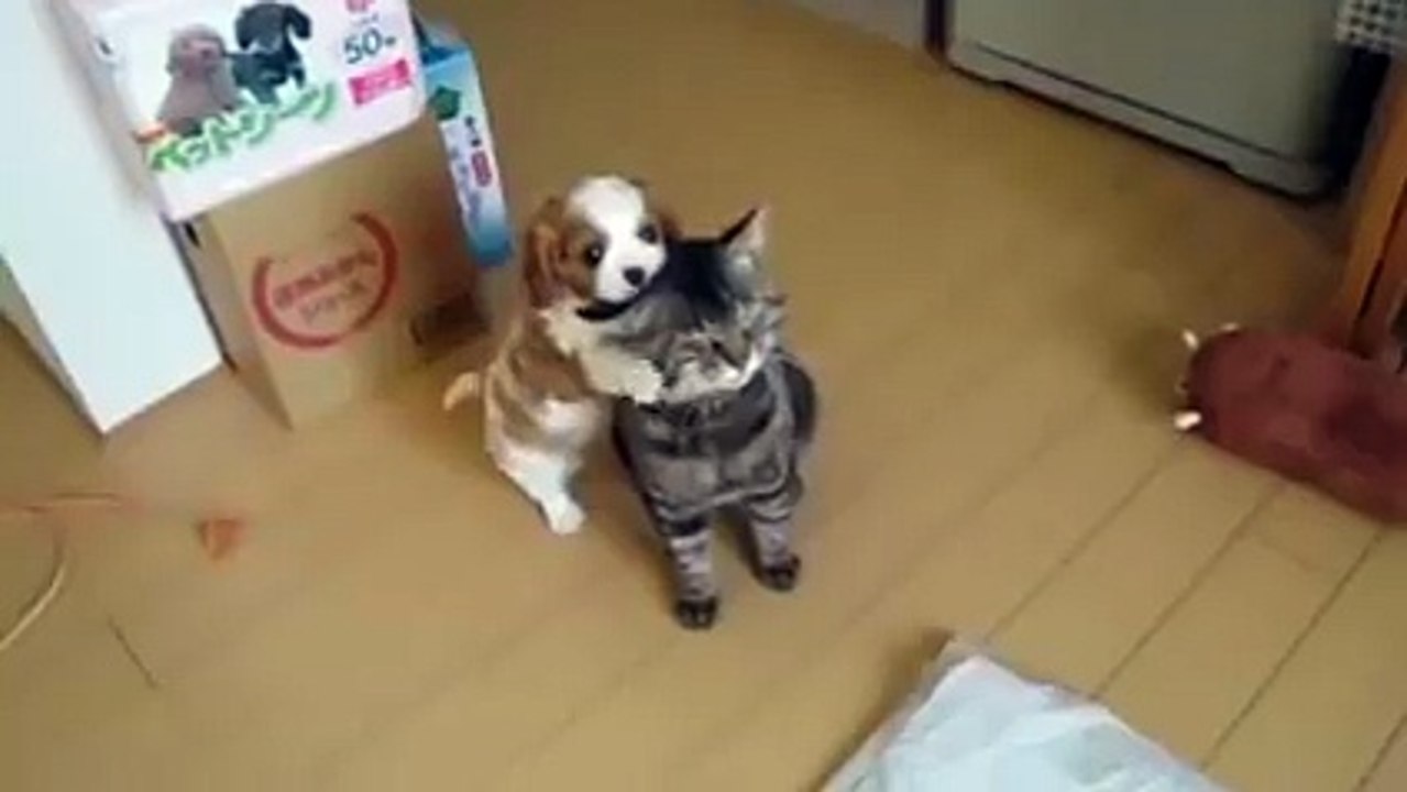 Ce chat a une de ces patiences