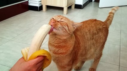 Quand ton chat se met a manger une banane
