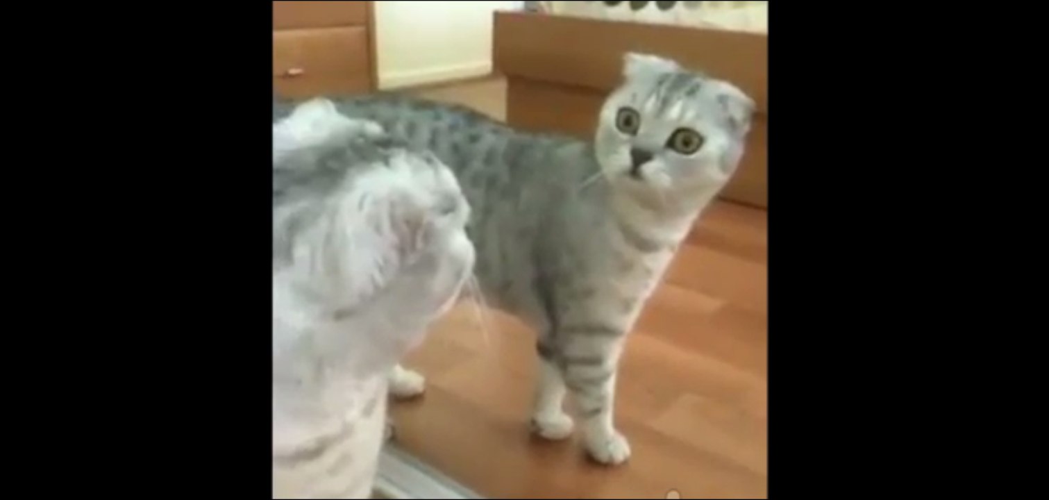 Découvrez la tete de ce chat quand il se voit dans un miroir