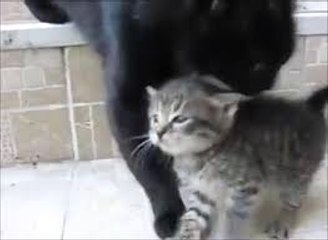 Maman chat vient de sauver son petit chaton