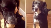 Un chat heureux de voir son ami le chien