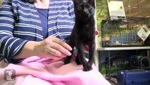 Paralyzed Kitten Given Second Chance With Wheelchair Gets Adopted