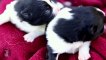 5 Day Old Pomeranian Puppies Breast Feeding - Puppy Love