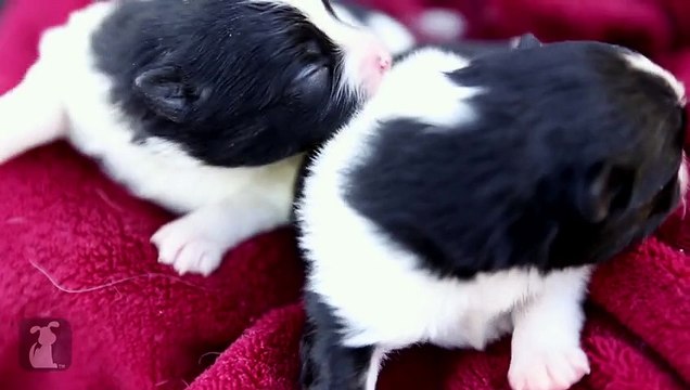 5 Day Old Pomeranian Puppies Breast Feeding - Puppy Love