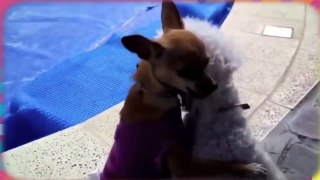 Top 10 funny videos dogs dance - Funny video dogs - Relax channel