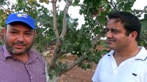 Gaziantep Nizip Şanlıurfa Antep Fıstığı Yetiştiriciliği Ağaç Dal Göz Kuruması