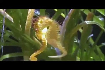 [Documentaire Animalier] Le Secret Des Hippocampes 2015