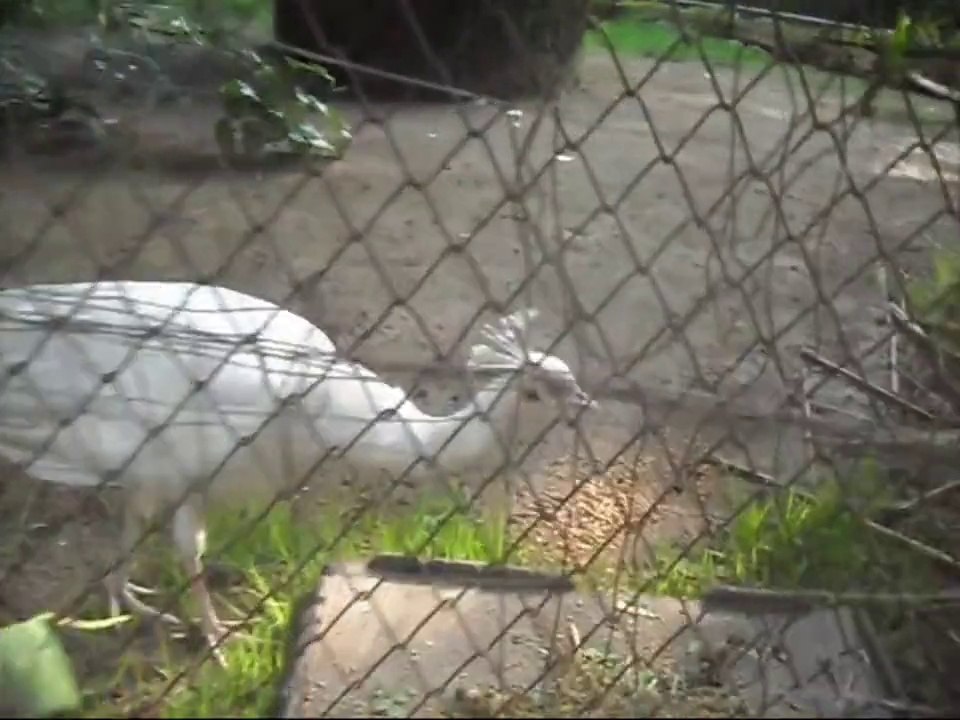 Chattbir Zoo tour