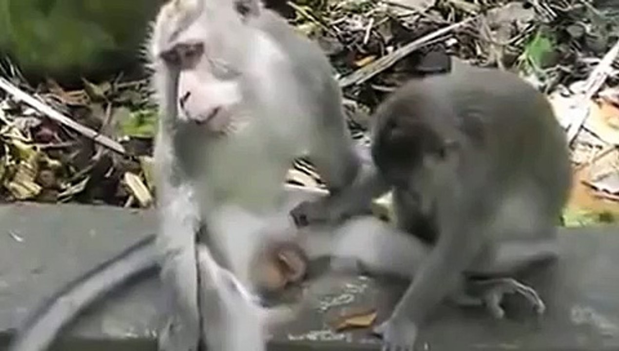 Обезьяна прикол под песню кайфуем