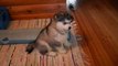 Old Malamute Puppy Lida _by latest videos