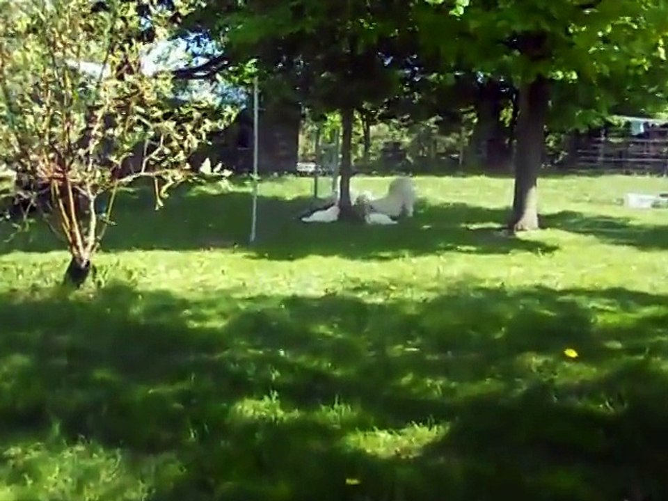 Cutest Puppies Howling Compilation 2014 __ Funny dogs _by latest videos