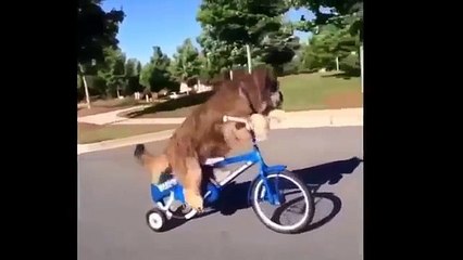 Лучшие приколы этой недели