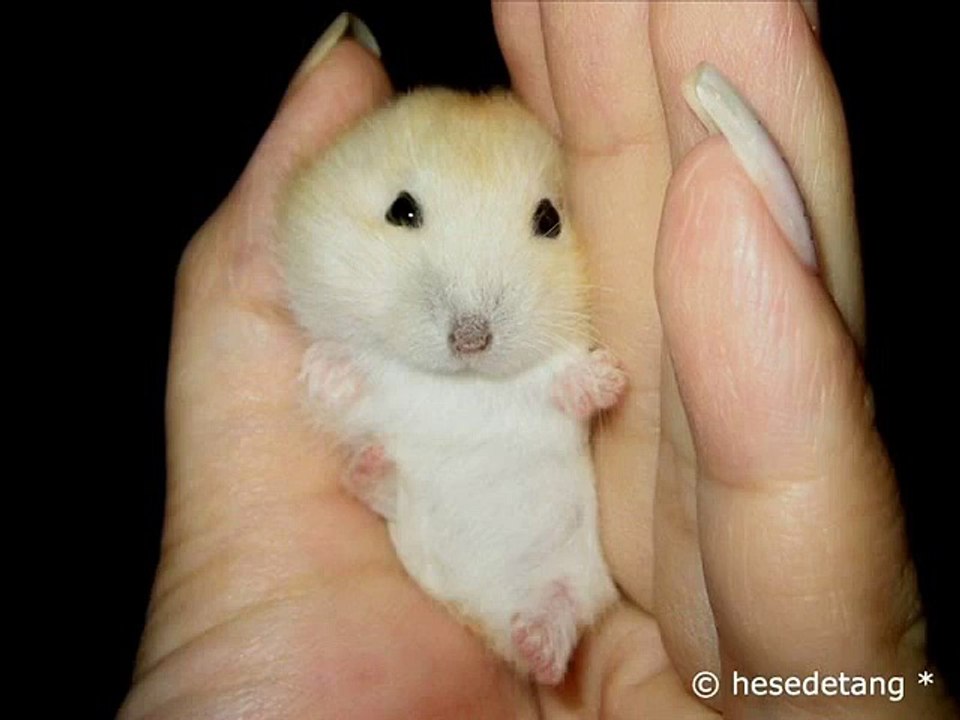 Funny Rabbit Bunny Eating __Funny rabbit videos compilation 2016