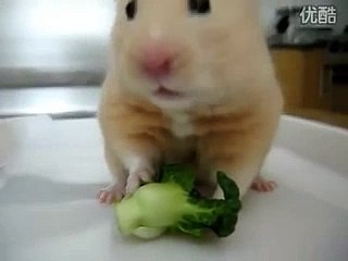 Mocha in _His First Broccoli!_ __ Funny Hamster 2016  _by  MIX Maza