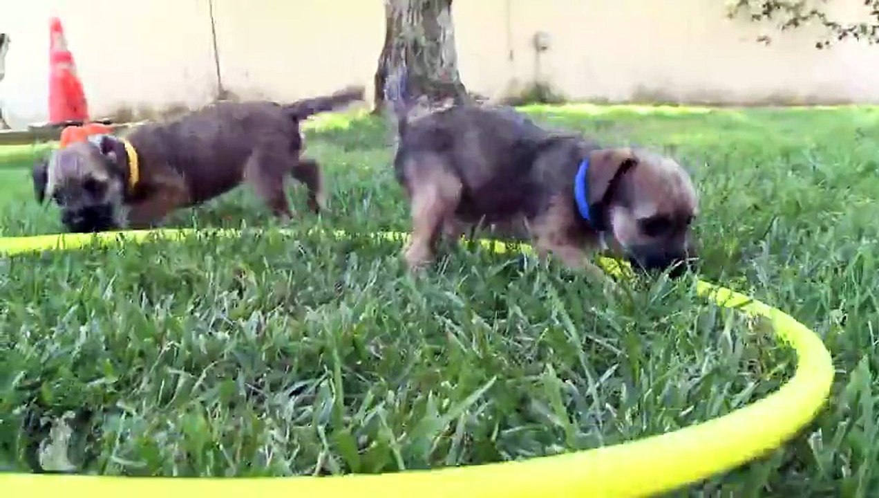 Popular Border Terrier & Terrier videos