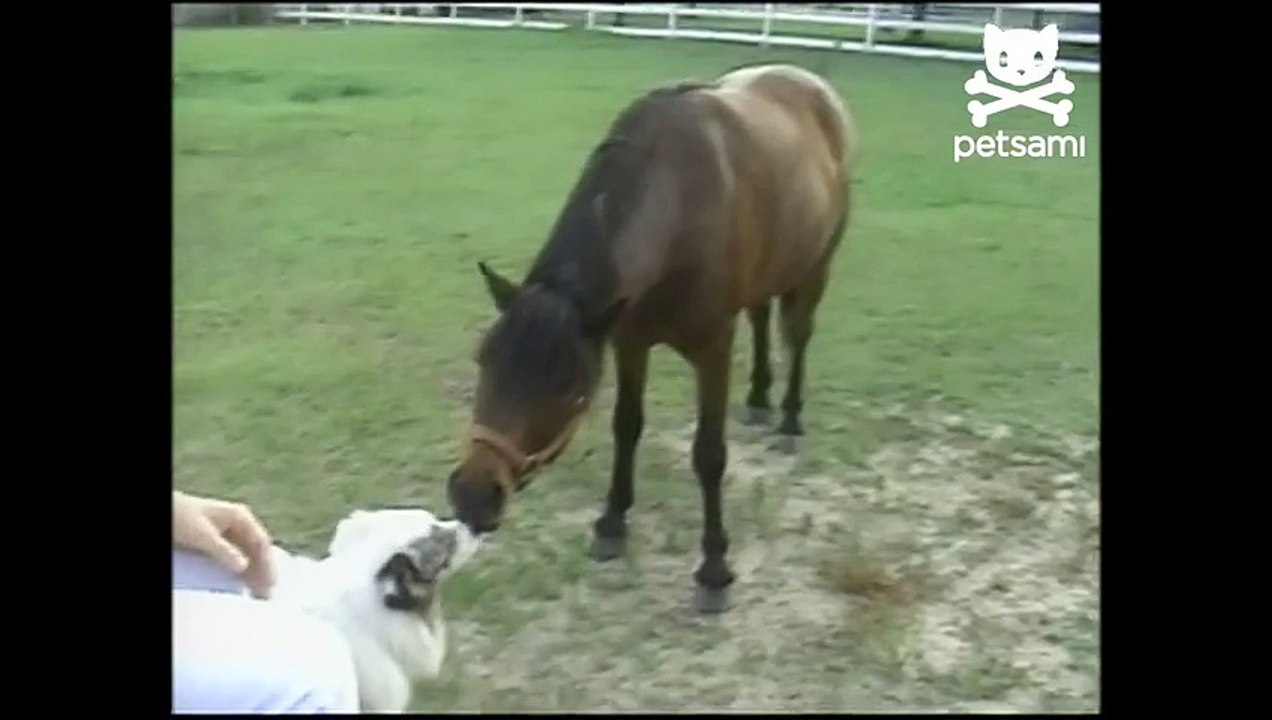 Kissing Dog and Horse