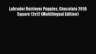 PDF Download - Labrador Retriever Puppies Chocolate 2016 Square 12x12 (Multilingual Edition)