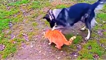 Funny cats videos try not to laugh or grin 2016 [new] - TOP VIDEOS RATING ★★★★★ - YouTube