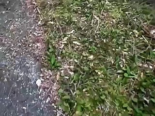 Military Helicopters Escort UFO