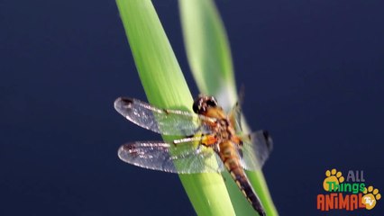 DRAGONFLY _ Animals for children. Kids videos. Kindergarten _   _ Every New