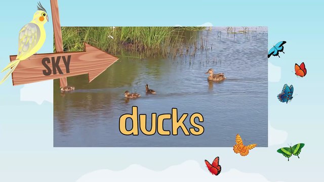 DUCKS _ Animals for children. Kids videos. Kindergarten _ Preschool learning _ Every New