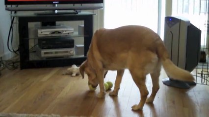 Dogs Smiling for the Camera