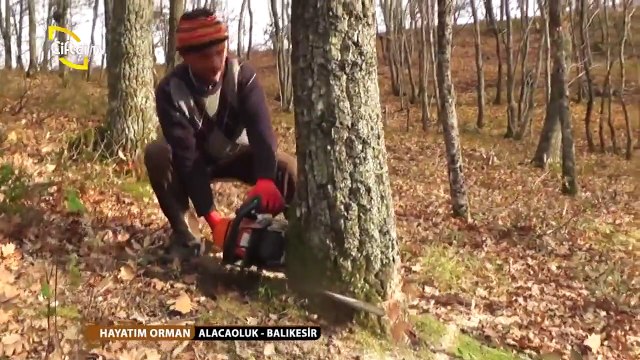 HAYATIM ORMAN-5-OdunKesimi-MuzafferDağcı ALACAOLUK-BALIKESİR