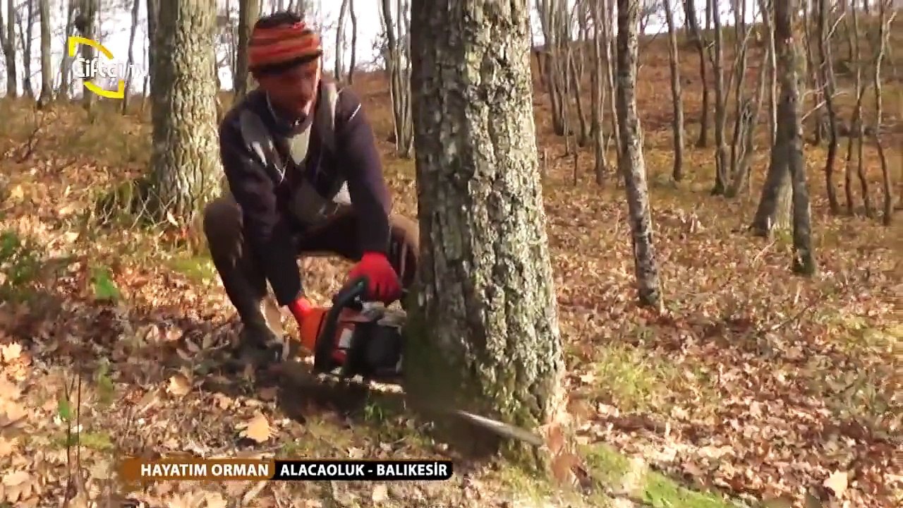 HAYATIM ORMAN-5-OdunKesimi-MuzafferDağcı ALACAOLUK-BALIKESİR