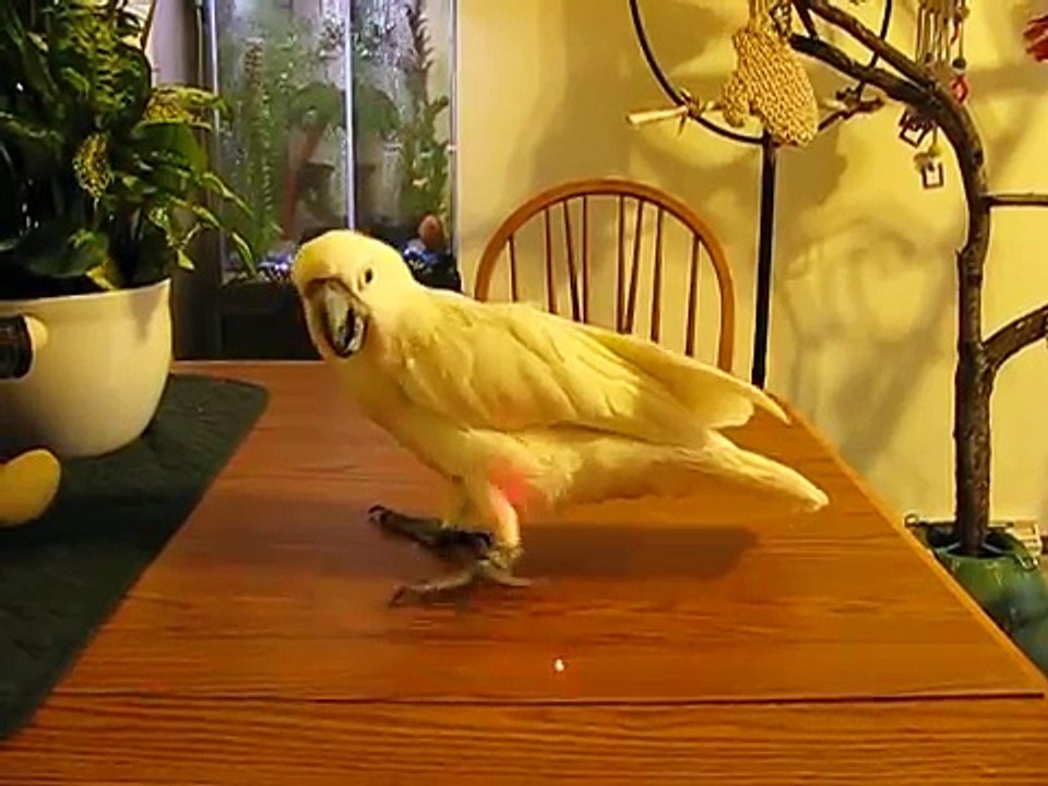 pointeur laser Rouge 5mW chat