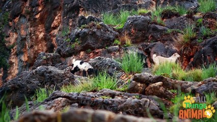 GOATS_ Animals for children. Kids videos. Kindergarten   _ Every New