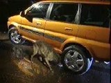 Car Pisses On Dog (Funny As Hell)