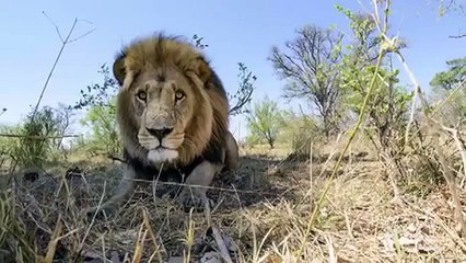 Car With A camera Meets A Group Of Lions - Funny Animals