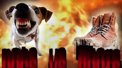 Funny videos of dogs Dogs in Boots Compilation