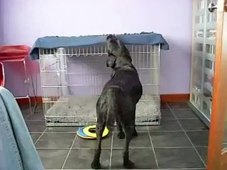 Smart Dog Cover Himself With A Blanket