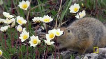 Animals Made For Winter in Gates of the Arctic | Americas National Parks