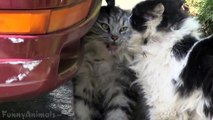 Cats Talking To Each Other Compilation