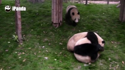 Panda Trio Goes to War