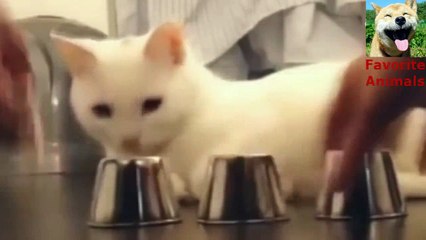 Clever Funny Cat | Funny Animals, Cats