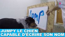 Jumpy, le chien capable d’écrire son nom ! Découvrez-le tout de suite dans la minute chien #105