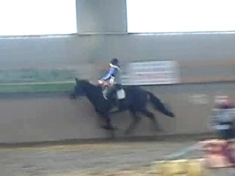 Horus cheval trotteur français