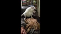 Jealous puppy just can't accept cat's attention
