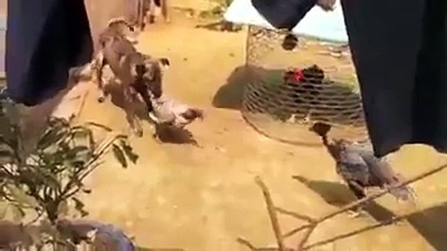 Un chien essaie de stopper une querelle entre poules