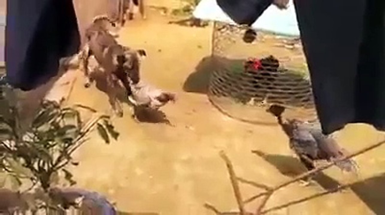 Un chien essaie de stopper une querelle entre poules