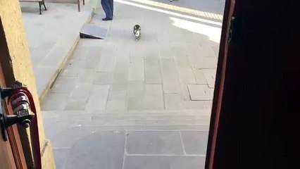 Istanbul’s cat-friendly imam wins the hearts of social media users